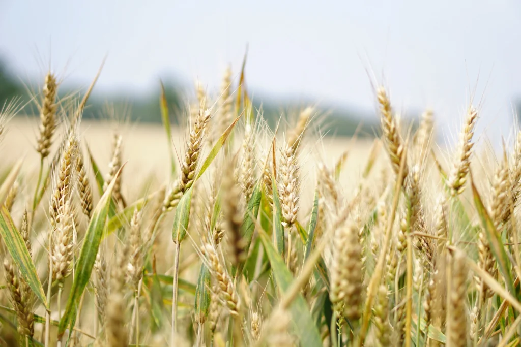 a soja é conhecida por conter fitoestrógenos, compostos vegetais que têm uma estrutura semelhante ao estrogênio